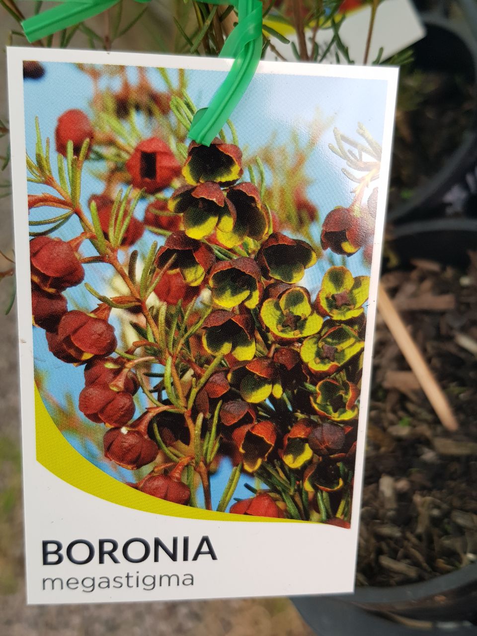 Boronia - Megastigma - Brown Boronia - One Red Hill